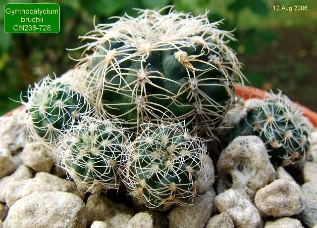 Gymnocalycium _bruchii _GN236-728 _01